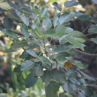 Erythrina fusca Lour.